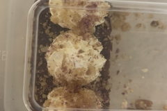 indu-vegan-tuesdays-10